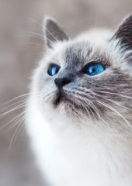 Cat with blue eyes - SPA case study SQLI