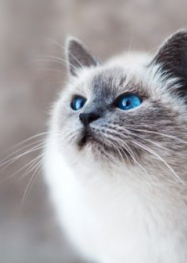 Cat with blue eyes - SPA case study SQLI