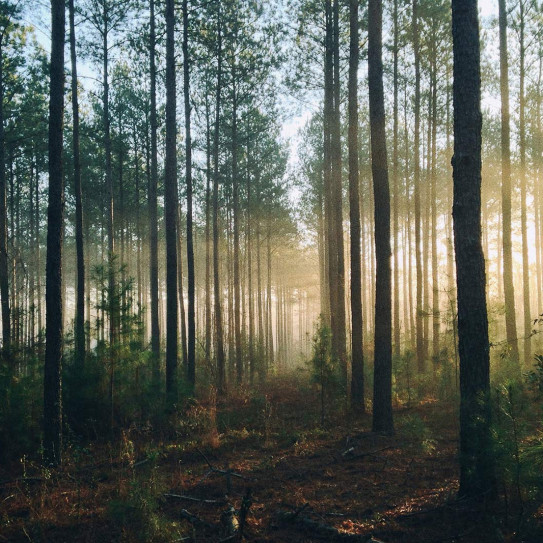 trees & forest