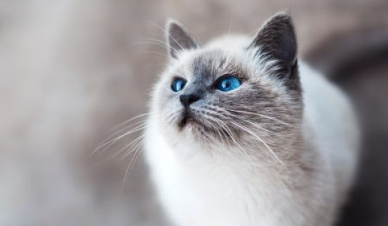 Cat with blue eyes - SPA case study SQLI